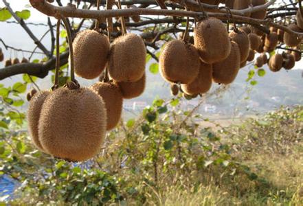 安徽+樂天+營銷